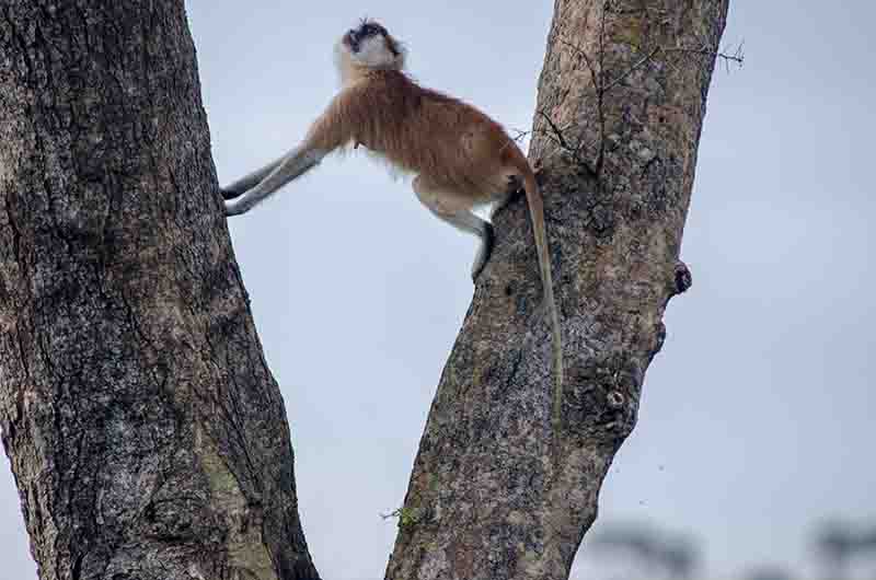 Mono Rojo o Patas Monkey - parque nacional de las cataratas Murchison - Uganda 3.jpg